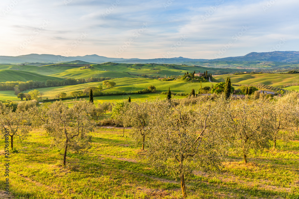 Olive trees in an cultivated landscape in Tuscany, Italy