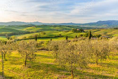 Olive trees in an cultivated landscape in Tuscany  Italy