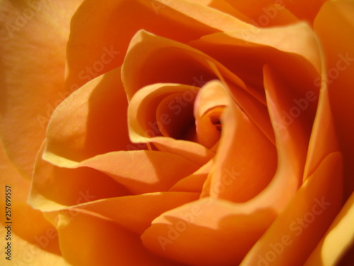 Rose Orange