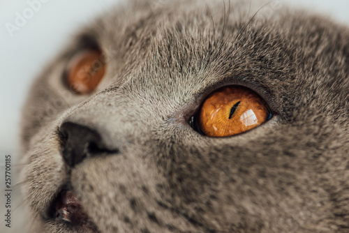 cropped view of adorable grey scottish fold cat looking away