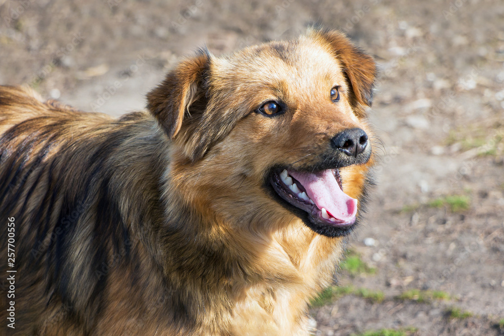A young brown dog with open mouth  in sunny weather. Portrait close-up_