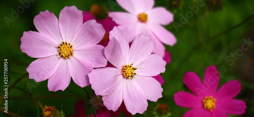 Kosmeya flowers, easy and graceful with petals of pink color, against a green background.