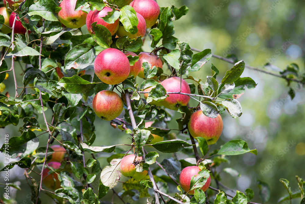 Vintage apples. Red ripe apples on a tree in sunny weather_