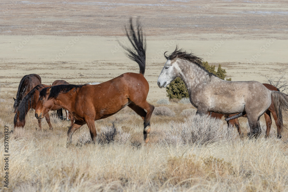 Wild Horses in the Utah Desert Wild Horses in the Utah Desert