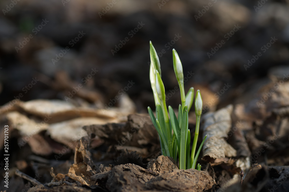 Wild budding flowers Galanthus nivalis also known as snowdrop in an early spring in a floodplain forest. Natural environment. Wild budding flowers Galanthus nivalis also known as snowdrop in an early spring in a floodplain forest. Natural environment.