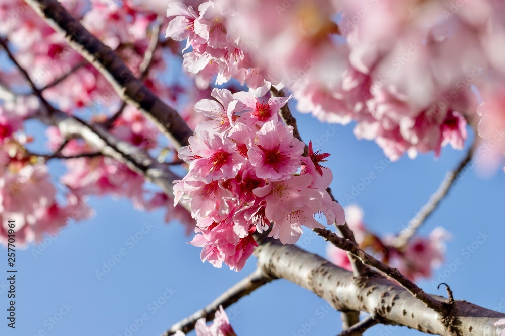 cherry blossoms on branches against blue sky cherry blossoms on branches against blue sky