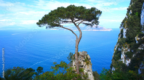Canvas Print maritime pine and rock cliffs in capri, italy