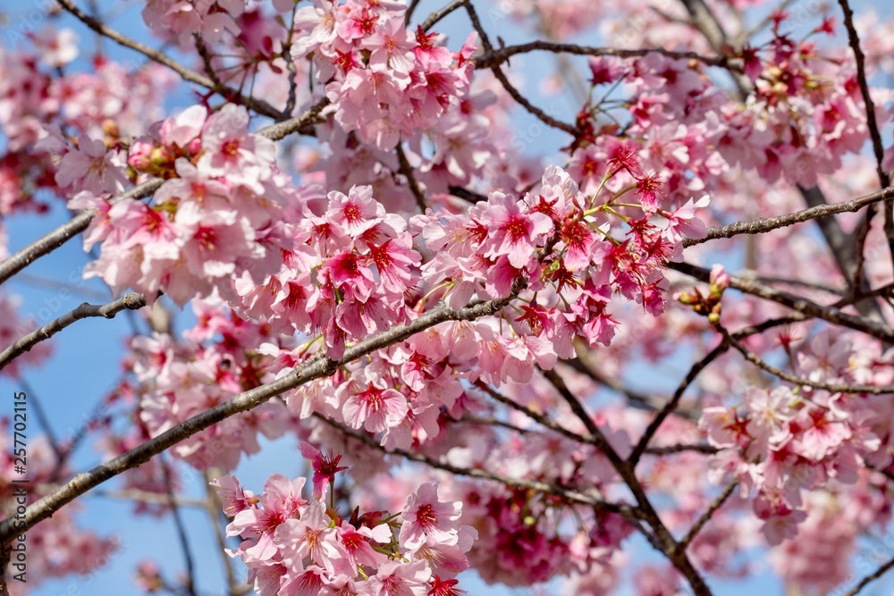cherry blossoms on branches against blue sky cherry blossoms on branches against blue sky