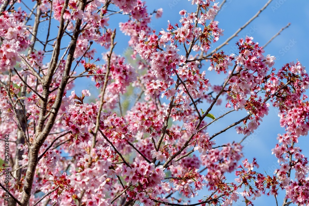 cherry blossoms on branches against blue sky