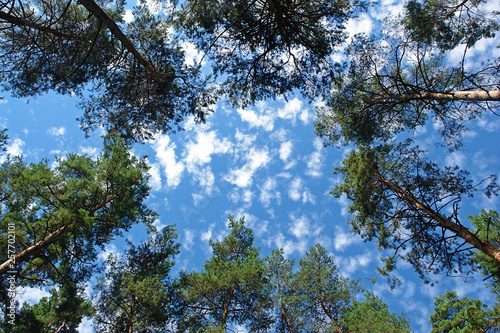 The tops of trees © Volodymyr