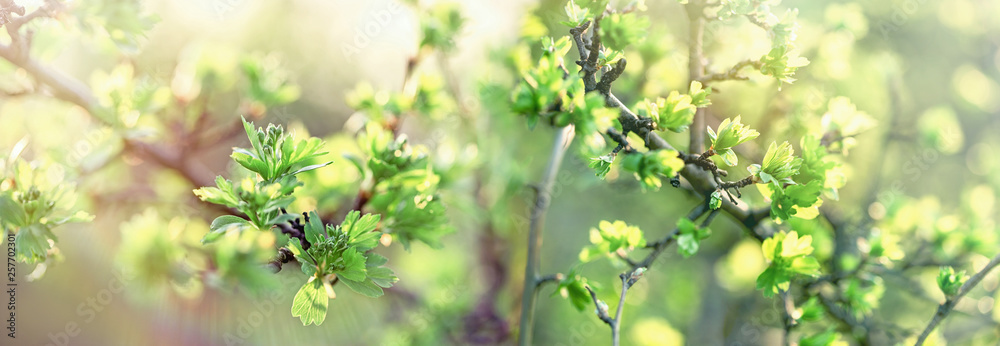 Beauty in nature, spring leaves, nature is awake spring has arrived