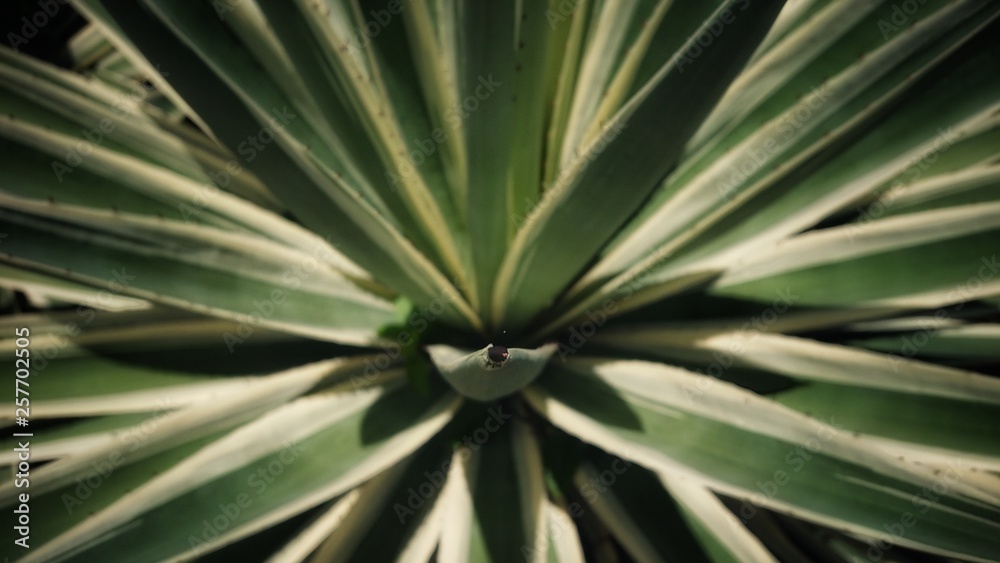 Fototapeta premium It's called the Agave Azul Tequilana. A plant local to Seychelles