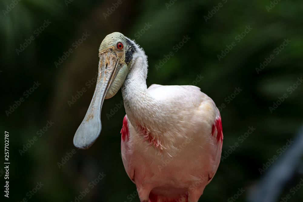 Fototapeta premium Spoonbill looking at me