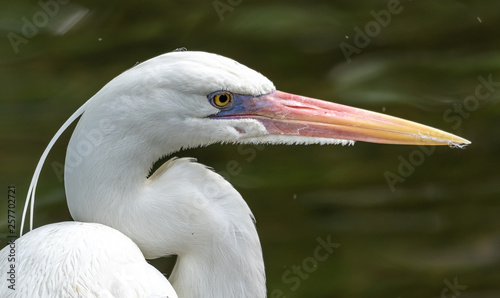Great blue heron - white morph profile picture 