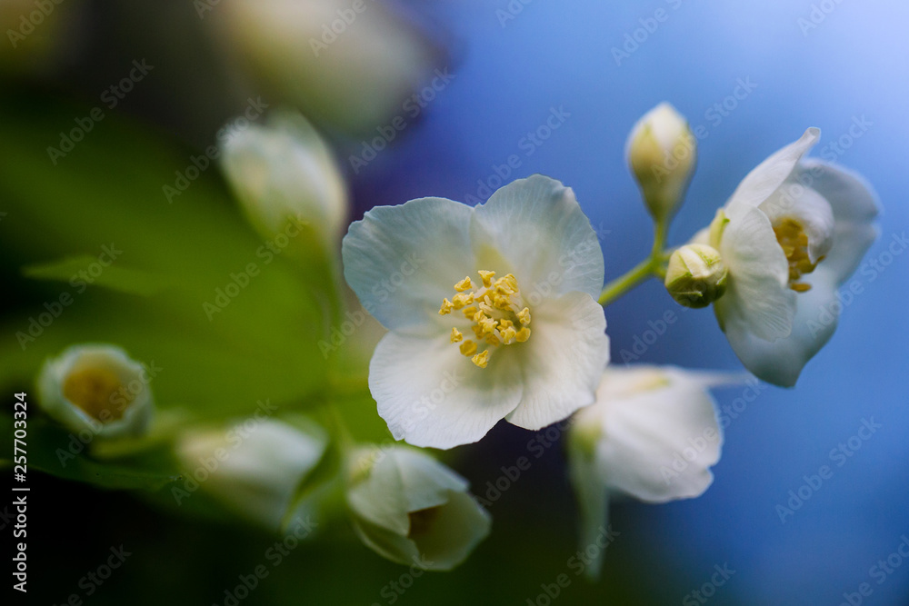 Obraz premium Flowering branch on the framed background. Chibushnik in bloom. Spring evening.