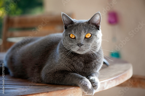 Chat - Chatreux photo