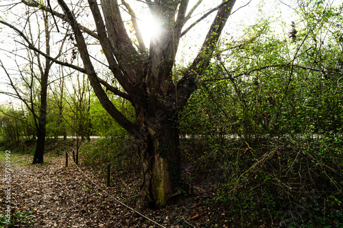 Sole dietro la quercia photo