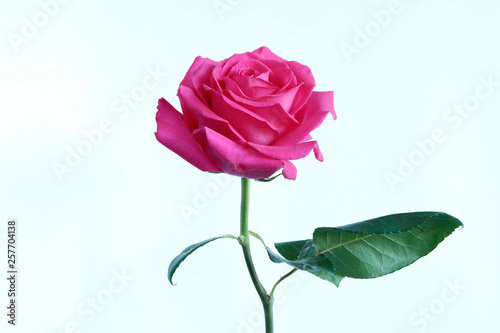 Rose on a light background. Red Rose. Holiday concept. Copy space. © Svetlana