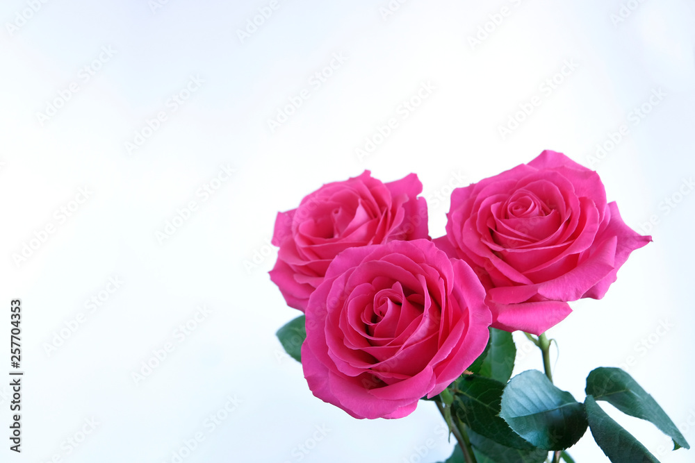 Three flowers of roses on a light background. Mother's Day concept holiday. International Women's Day March 8 concept. Copy space. Three flowers of roses on a light background. Mother's Day concept holiday. International Women's Day March 8 concept. Copy space.