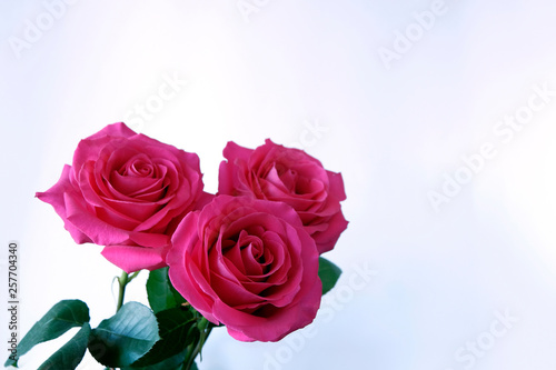 Roses on a light background. Three pink fresh flowers. Congratulation concept. Copy space.