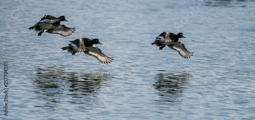 Flock of Tufted Duck ( Aythya fuligula) in flight © Chrispo