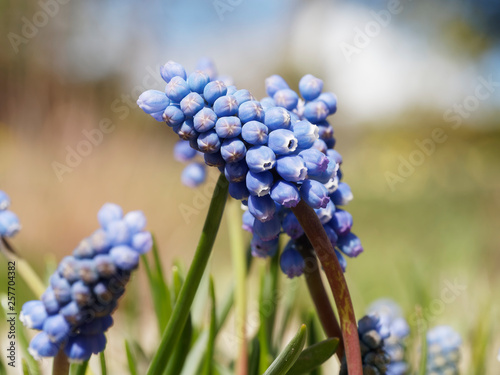 Muscari à grappe (Muscari neglectum) photo