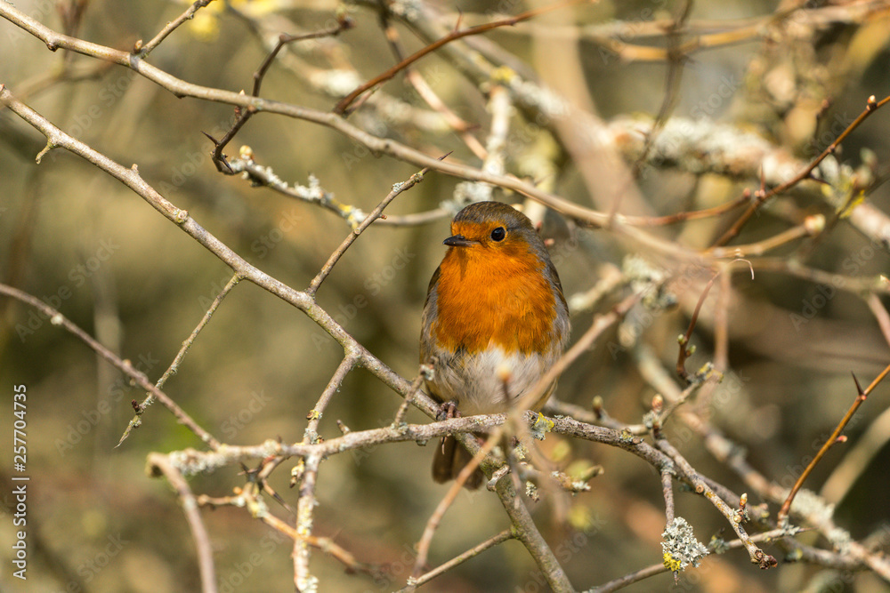 Close up of a Robin (Erithacus rubecula) Close up of a Robin (Erithacus rubecula)