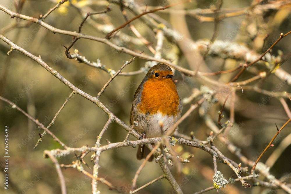 Close up of a Robin (Erithacus rubecula) Close up of a Robin (Erithacus rubecula)