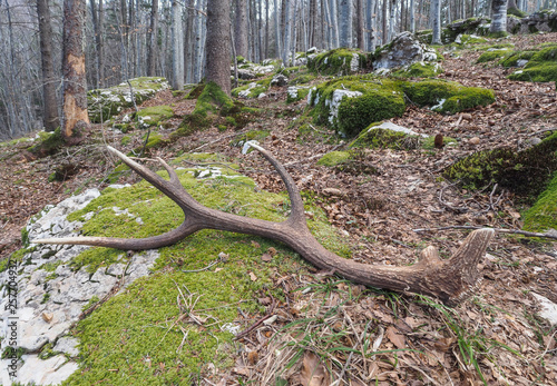 Antler of red deer (Cervus elaphus), fallen in the forest