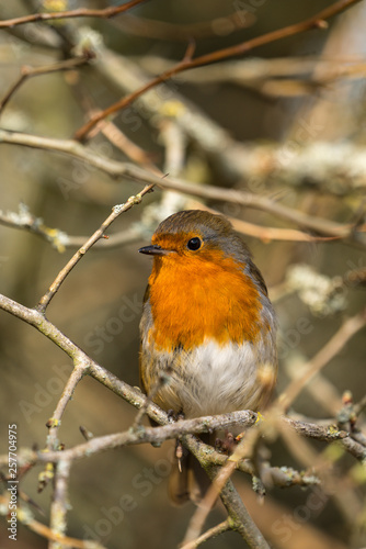 Close up of a Robin (Erithacus rubecula) perched on a branch three quarter profile looking to right