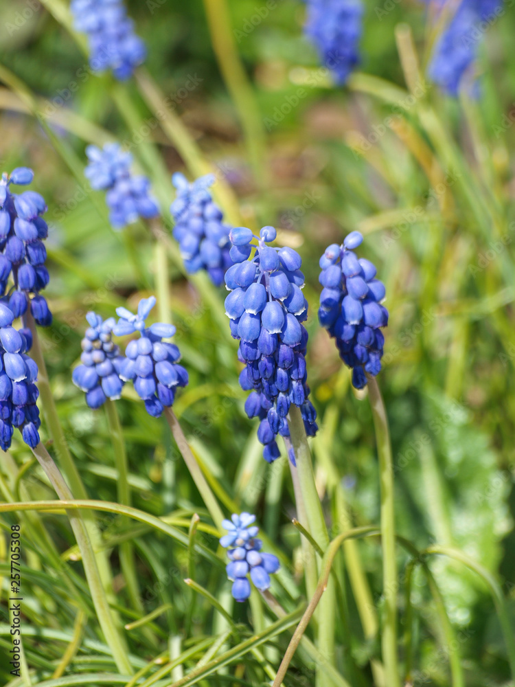 Muscari neglectum - Muscari à grappe aux fleurs de couleur bleu violet Muscari neglectum - Muscari à grappe aux fleurs de couleur bleu violet