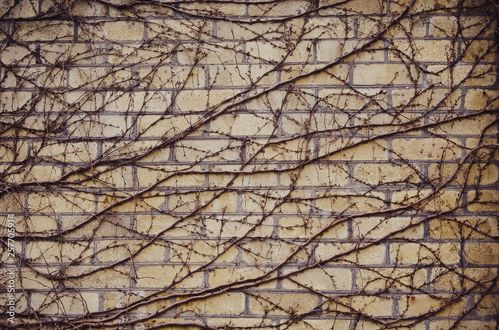 Clambering creeper on a yellow brick wall Clambering creeper on a yellow brick wall