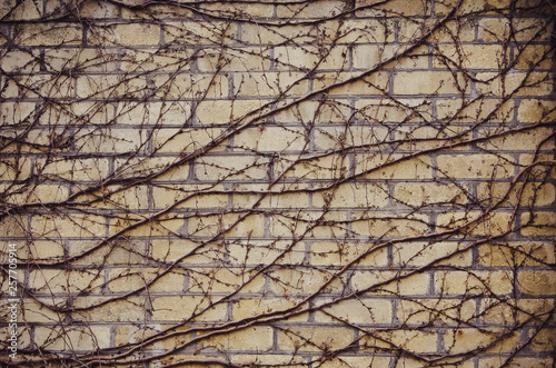 Clambering creeper on a yellow brick wall