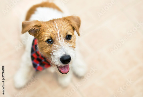 Cute happy jack russell pet dog puppy smiling, listening