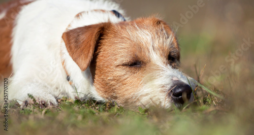 Dog laziness, web banner of a cute lazy jack russell pet sleeping in the grass