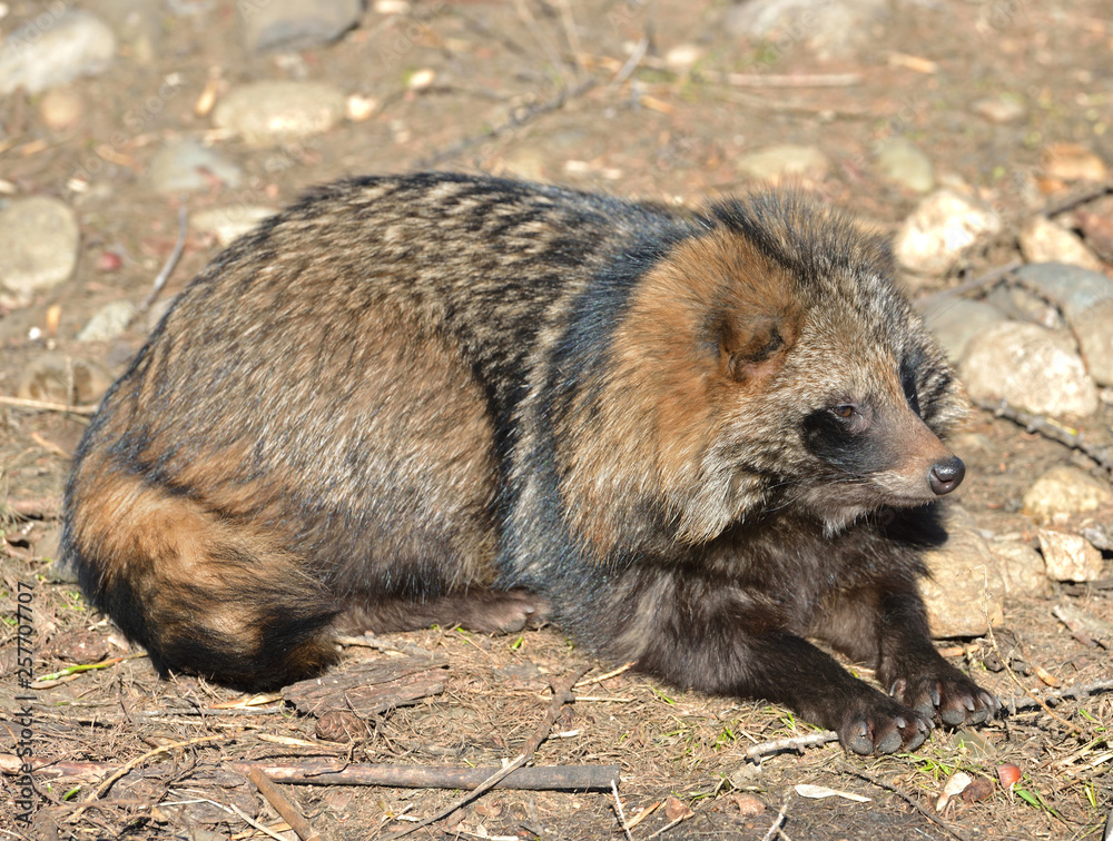 Racoon dog (Nyctereutes procyoides) Racoon dog (Nyctereutes procyoides)