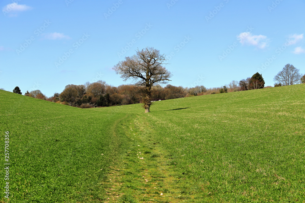 Track through a crop field in the Chiltern Hills with lonely tree