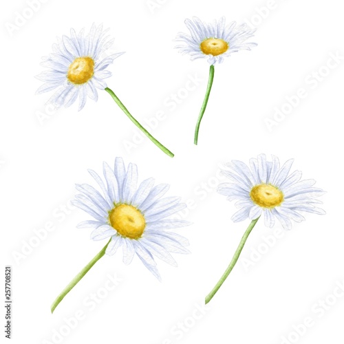 Hand drawn camomile flowers on watercolor paper isolated on white background. Botanical illustration.