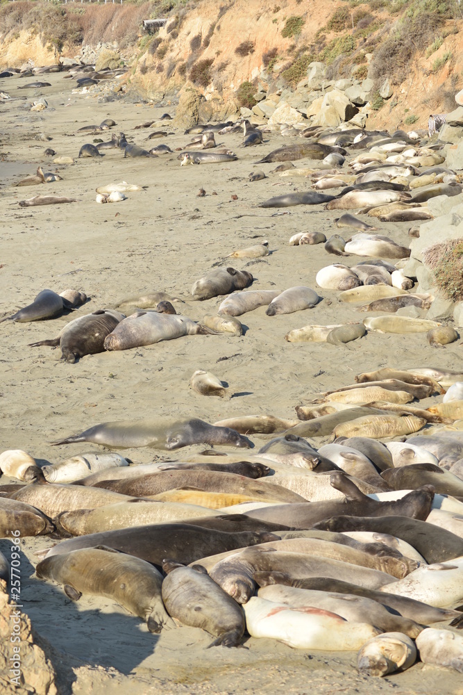 Obraz premium San Simeon, CA., U.S.A. Dec. 7, 2017. Piedras Blancas Elephant Seal Rookery-California Coastal National Monument. Protected by the Monterey Bay National Marine Sanctuary.