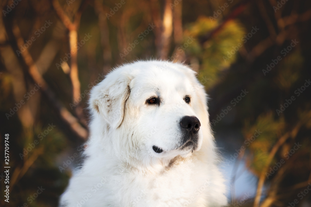 Beautiful and free maremmano abruzzese sheepdog. Close-up of big white fluffy dog is on the snow in the forest in winter