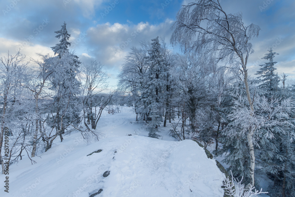 Obraz premium Winter view, trees covered with snow