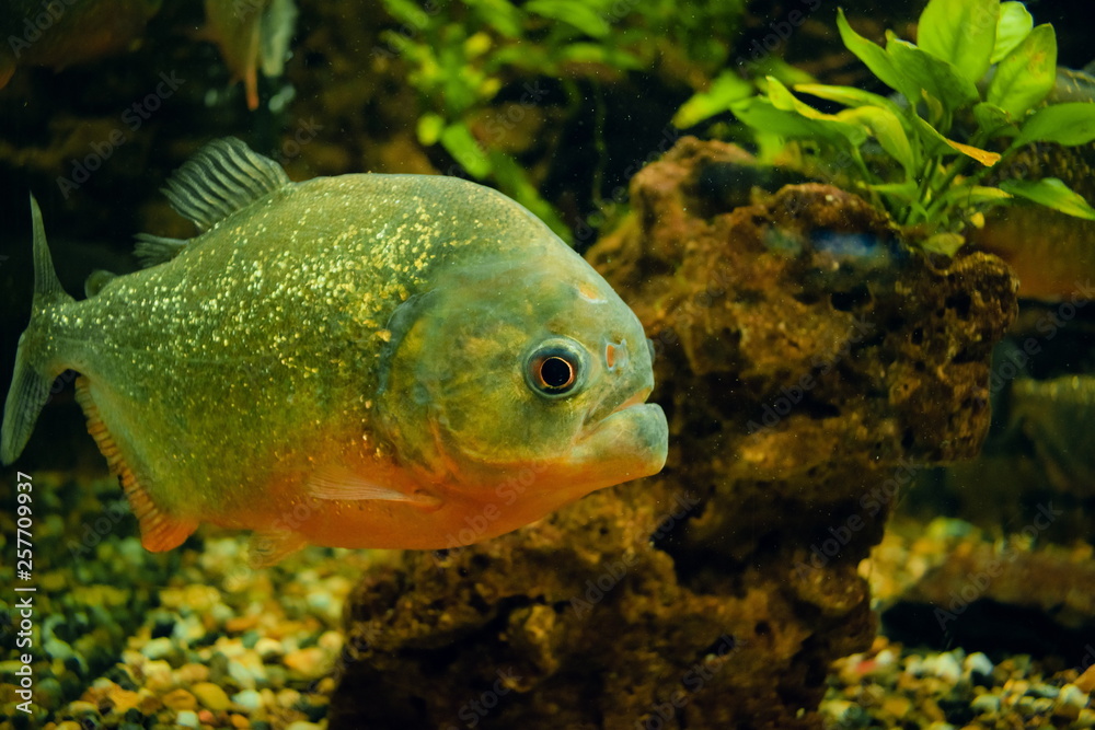 Tropical Exotic Aquarium fish close-up. Tropical Exotic Aquarium fish close-up.