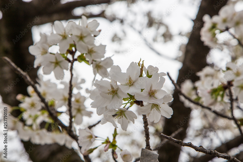 close up white sakura (Somei Yoshino) blossom near Osaka castle. close up white sakura (Somei Yoshino) blossom near Osaka castle.