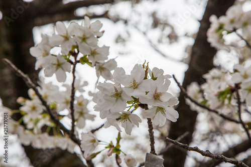 close up white sakura   Somei Yoshino  blossom near Osaka castle.
