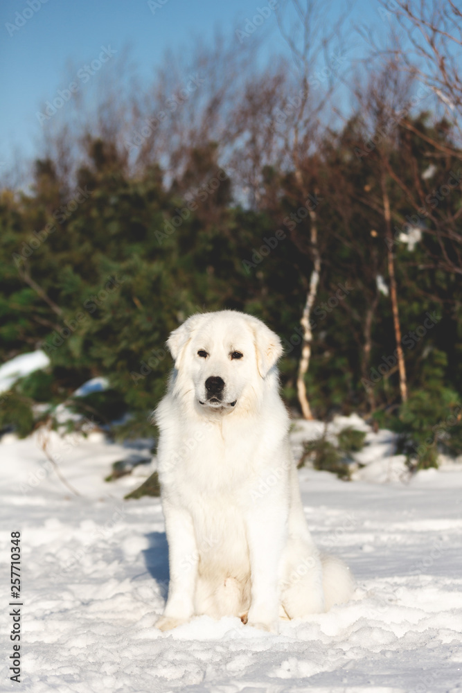 Beautiful and free maremmano abruzzese sheepdog.Portrait of big white fluffy dog is on the snow in the forest in winter