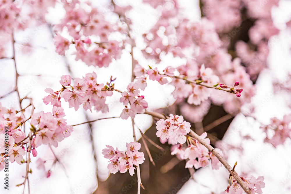 Obraz premium close up pink sakura (Yamazakura) blossom near Osaka castle.