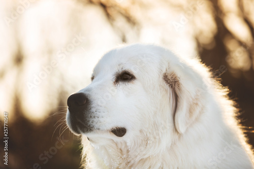 Beautiful and free maremmano abruzzese sheepdog. Close-up of big white fluffy dog is on the snow in the forest in winter