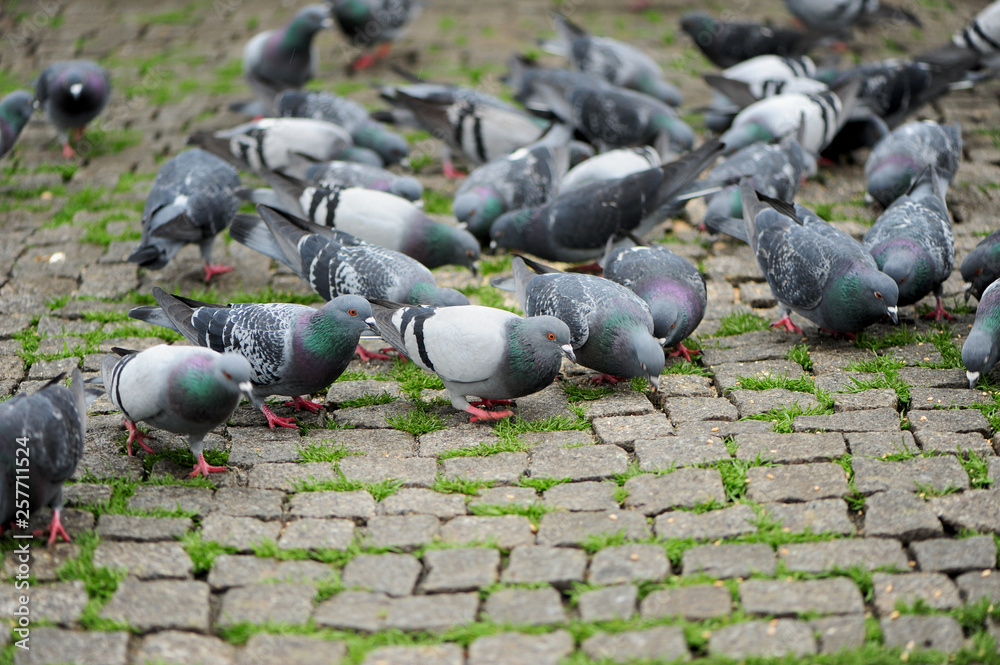 Fototapeta premium Group of pigeons feeding on the ground.