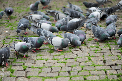 Group of pigeons feeding on the ground.