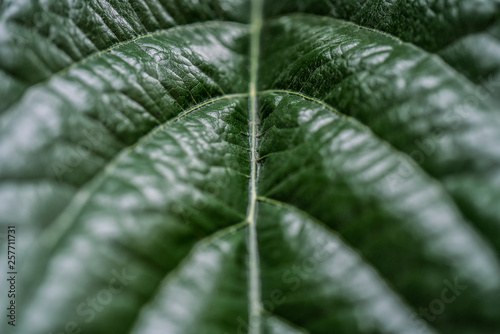 Macro photo of loquat leaf texture